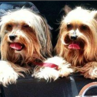 set of dogs